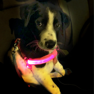 Rechargeable Glowing LED Pet Dog Cat Harness Safety Leash